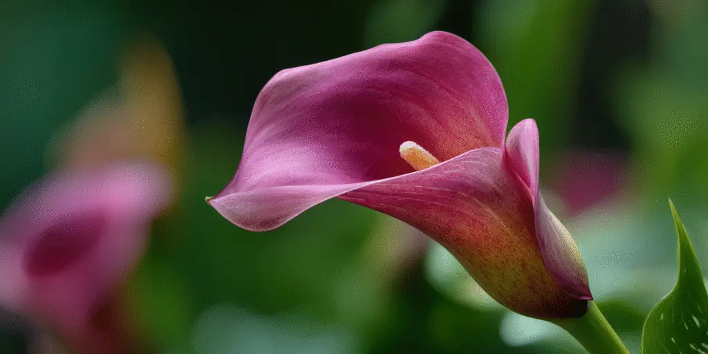 Calla Lily (Zantedeschia rehmannii)