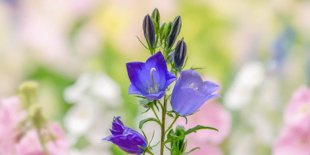 Canterbury Bells