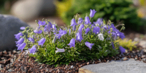 Carpathian Bellflower