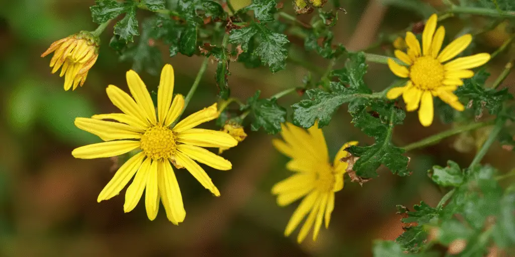 Chrysanthemum indicum