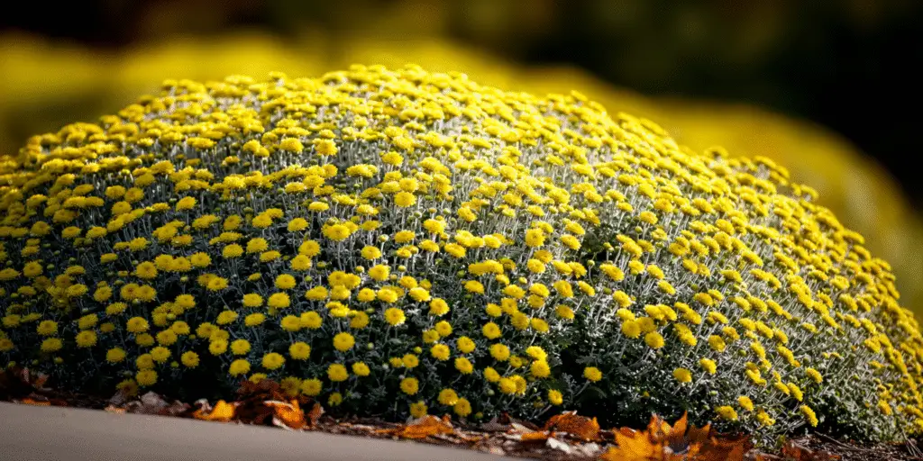 Chrysanthemum pacificum