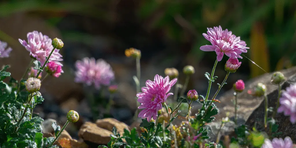 Chrysanthemum weyrichii