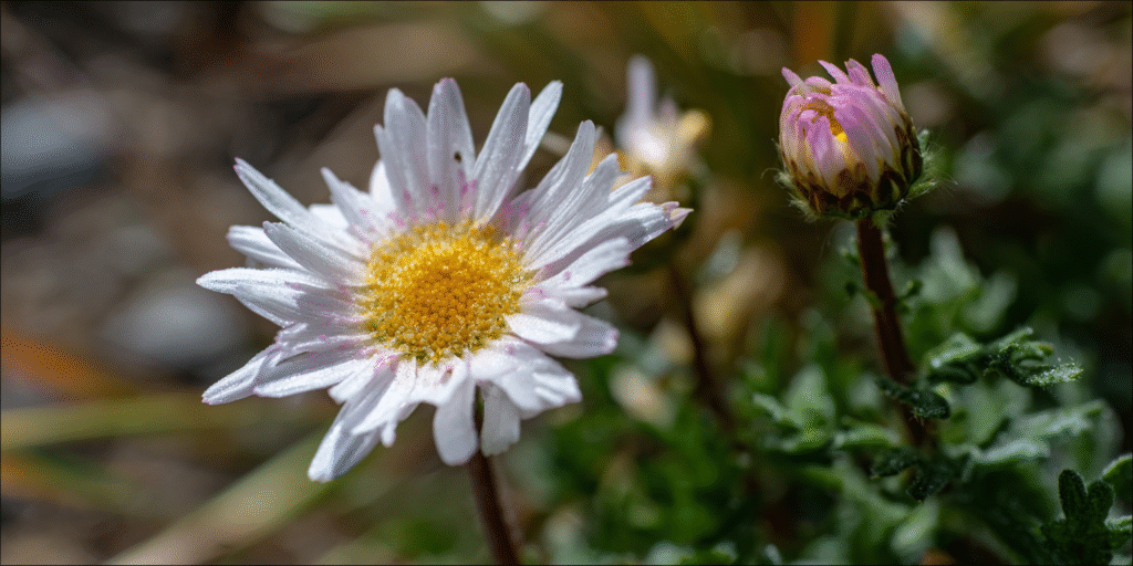 Chrysanthemum zawadskii