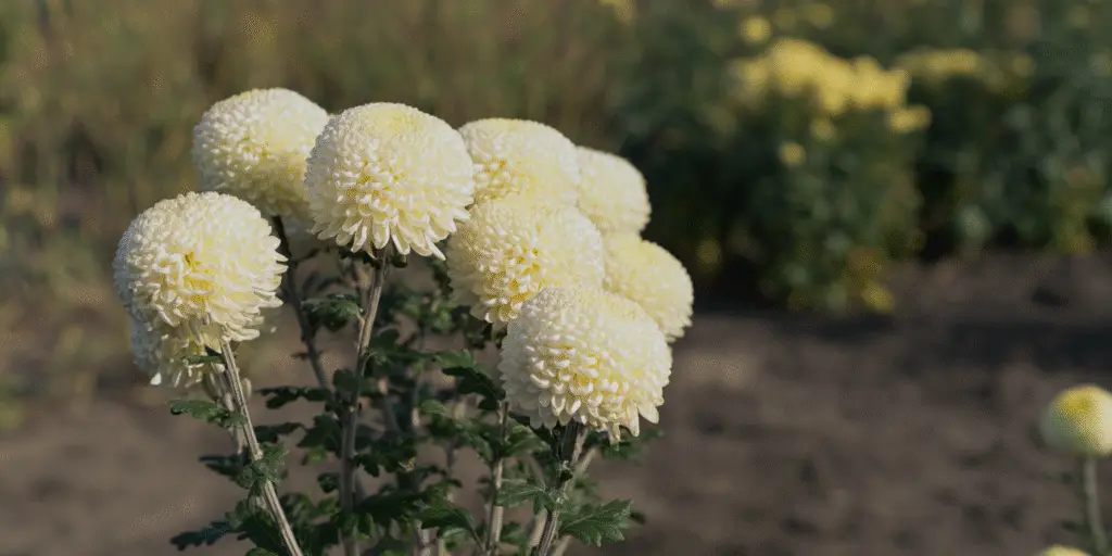 Chrysanthemum × morifolium