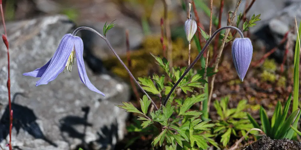 Clematis alpina