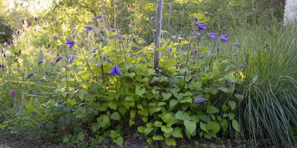 Clematis integrifolia