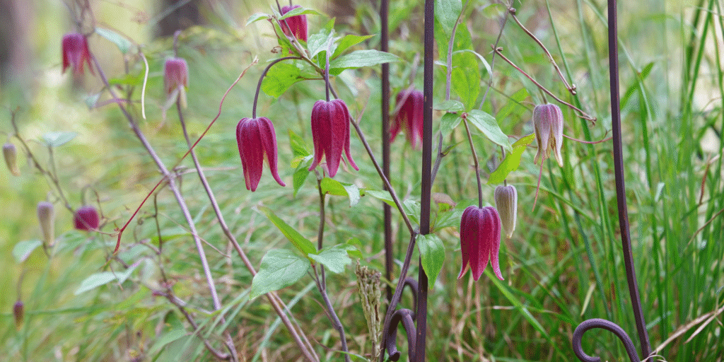 Clematis texensis