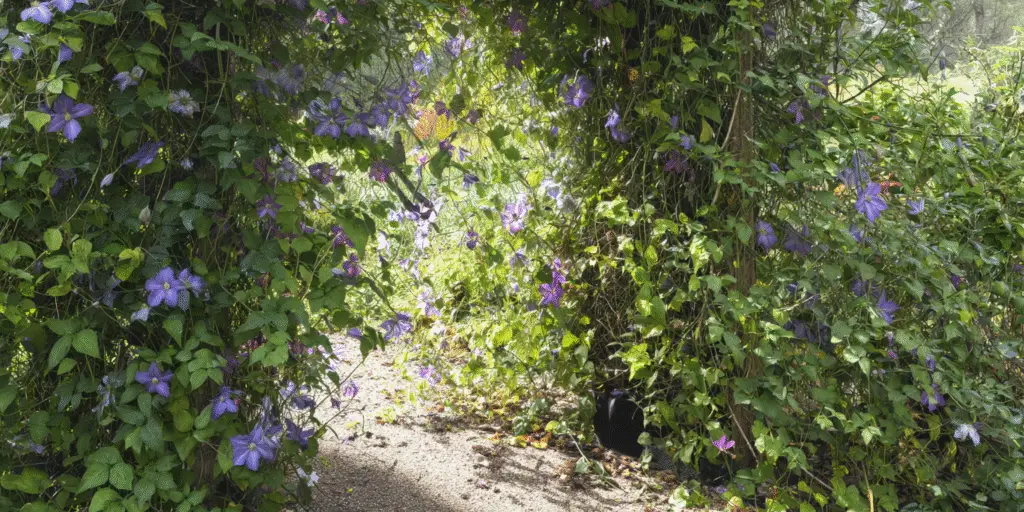 Clematis viticella