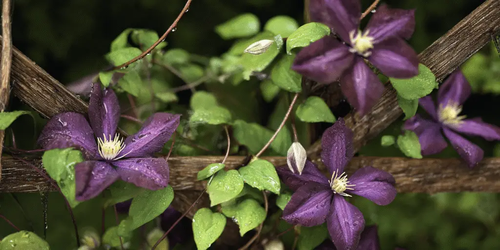 Clematis × jackmanii