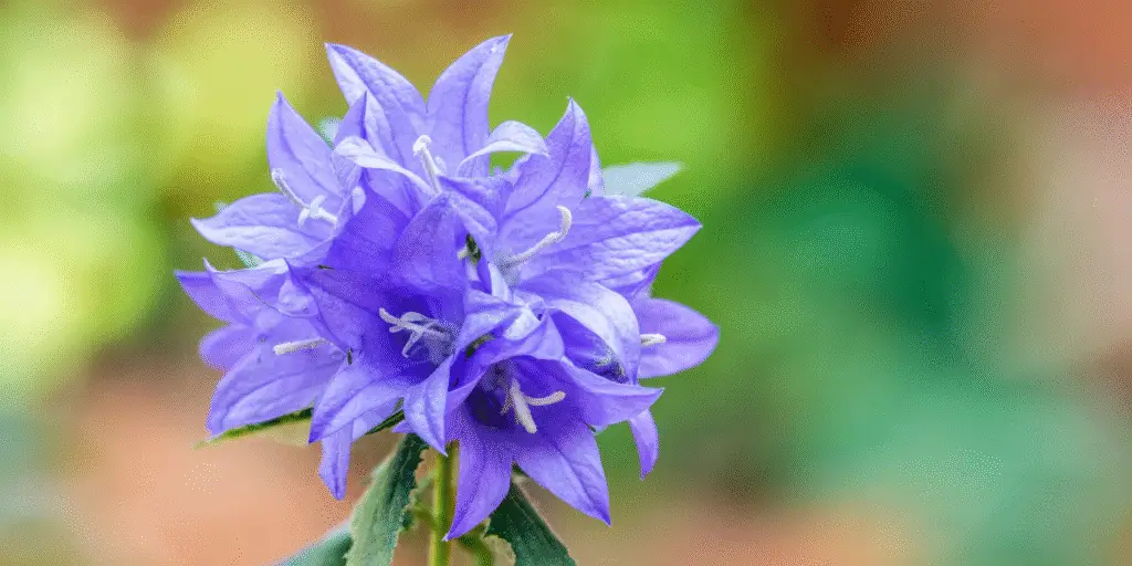 Clustered bellflower with a dense head of violet-blue star-shaped blooms above green leaves