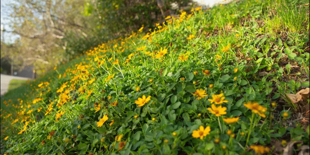 Coreopsis auriculata