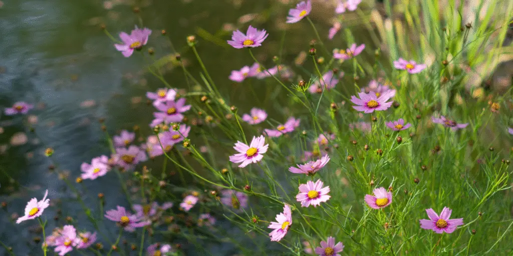 Coreopsis rosea