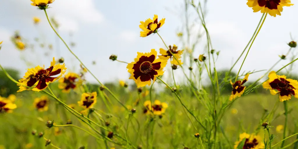 Coreopsis tinctoria
