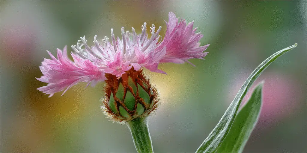 Cornflowers Centaurea dealbata