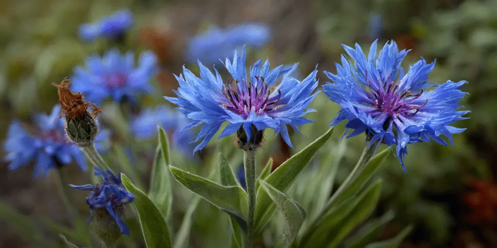 Cornflowers Centaurea montana