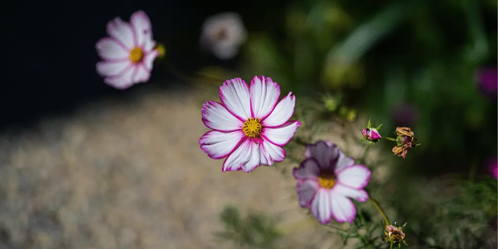 Cosmos sulphureus 'Bright Lights' overview: warm mix