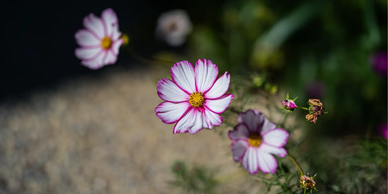 Cosmos bipinnatus ‘Candy Stripe’