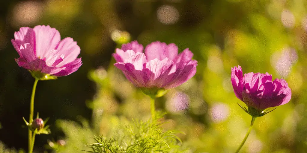 Cosmos bipinnatus ‘Double Click Cranberries’