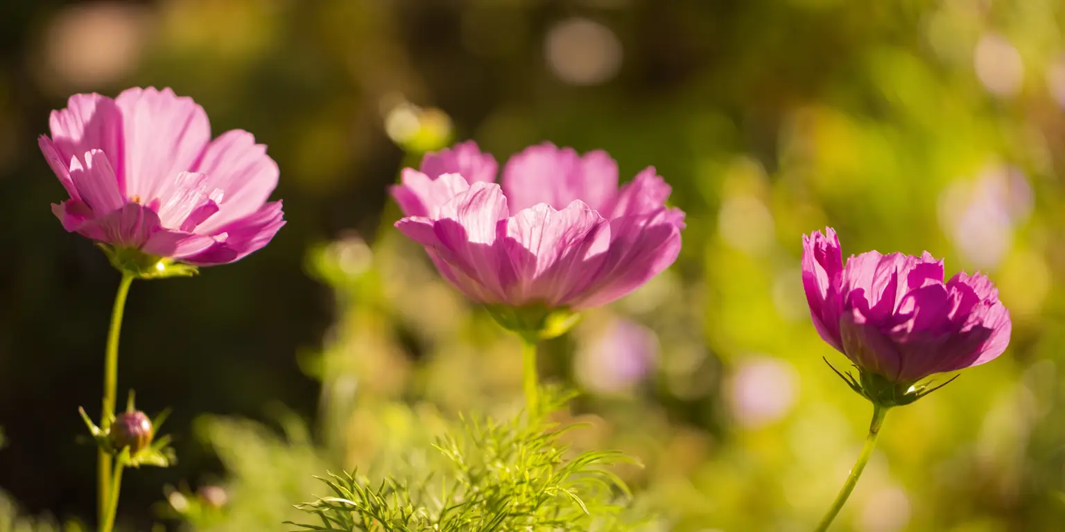 Cosmos bipinnatus ‘Double Click Cranberries’