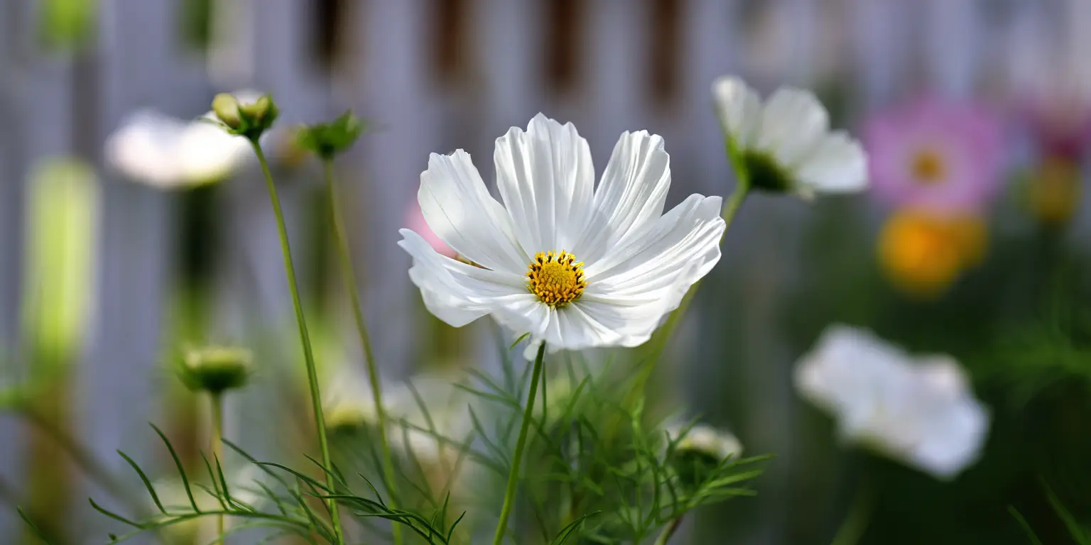 Cosmos bipinnatus ‘Purity’