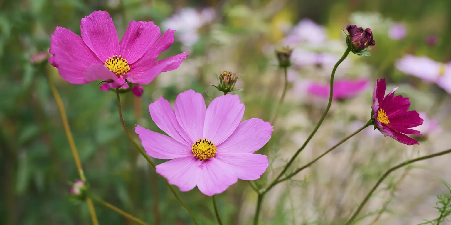 Cosmos bipinnatus ‘Sensation Mix’