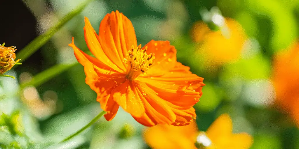 Cosmos sulphureus ‘Bright Lights’