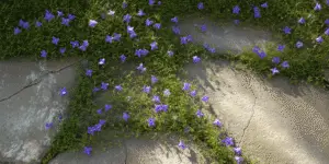 Dalmatian Bellflower