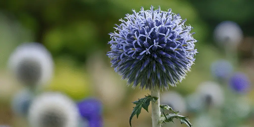 Echinops bannaticus 'Taplow Blue'