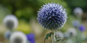 Echinops bannaticus 'Taplow Blue'