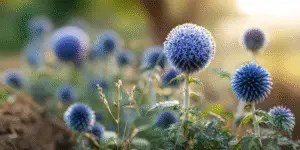 Echinops ritro 'Veitch’s Blue'
