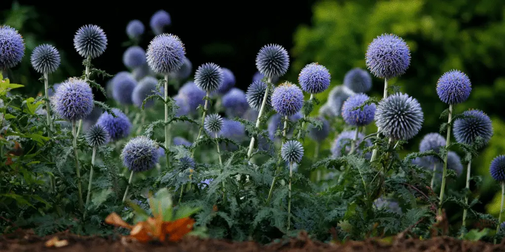 Echinops ritro subsp. ruthenicus 'Platinum Blue'