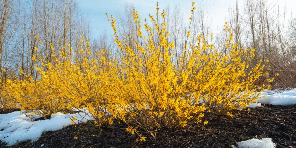 Forsythia 'Northern Gold'