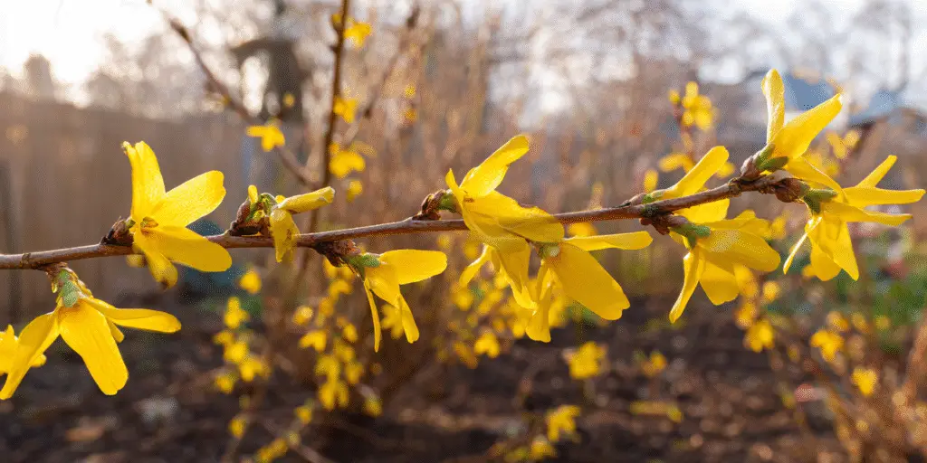 Forsythia Plant Profile Bloom Time Care Growing Tips forsythia-plant-profile-bloom-time-care-growing-tips