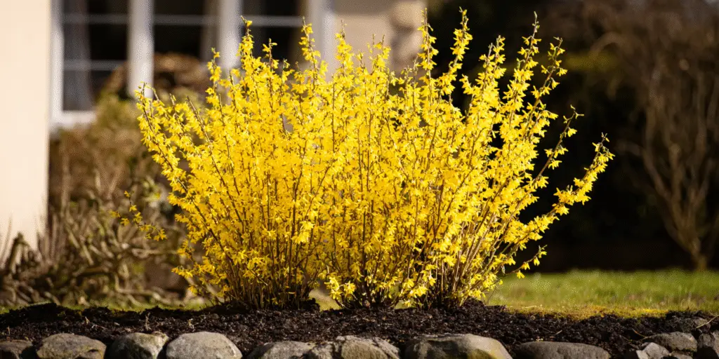 Forsythia × intermedia 'Show Off' ('Mindor')