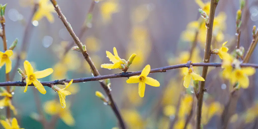 Forsythia × intermedia 'Spring Glory'