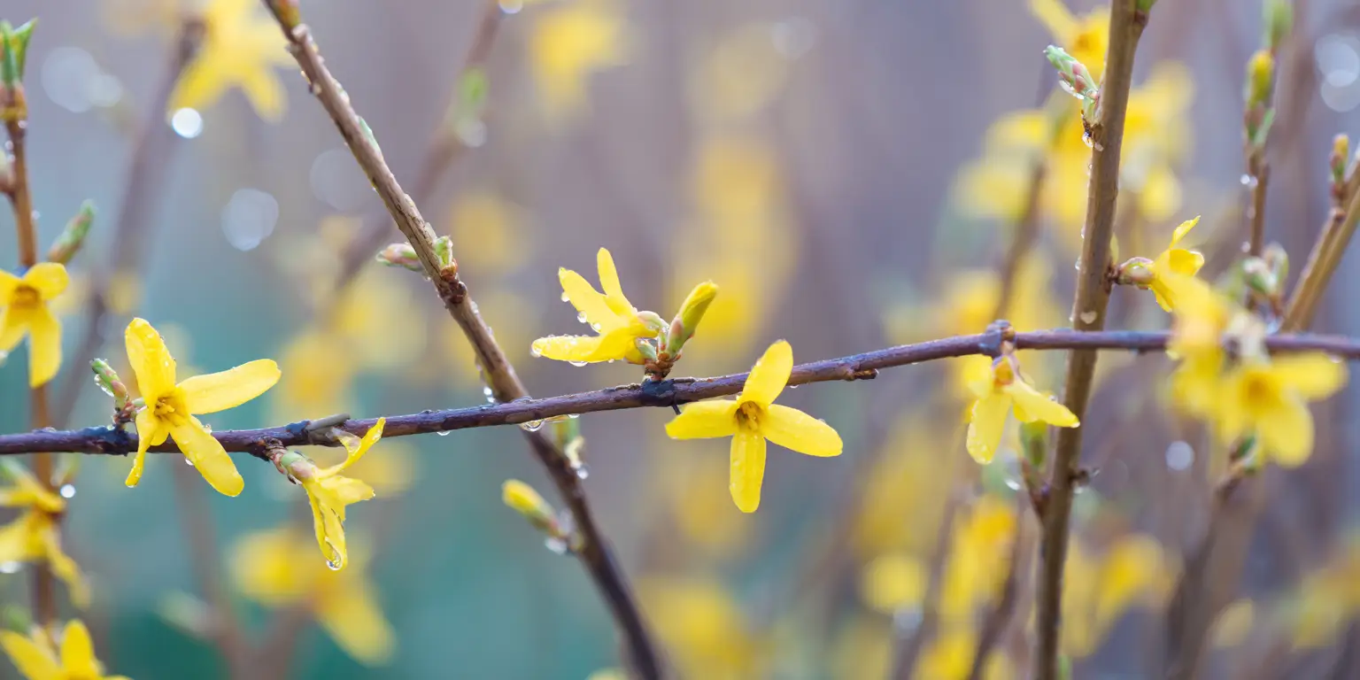 Forsythia × intermedia 'Spring Glory'