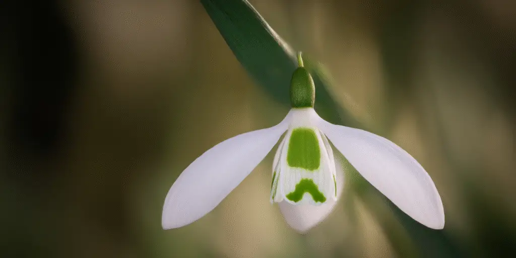 Galanthus elwesii