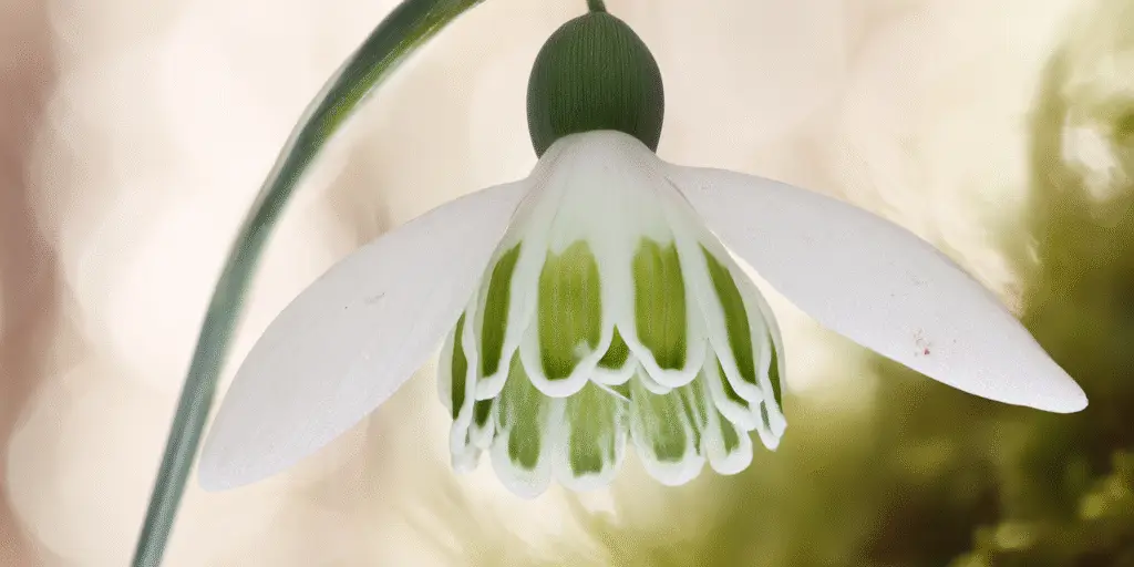Galanthus nivalis ‘Flore Pleno’