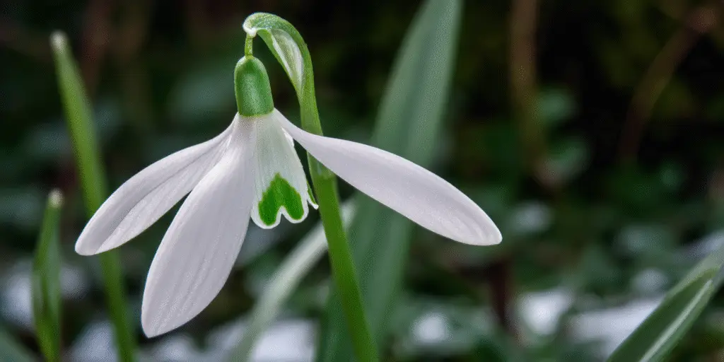 Galanthus woronowii