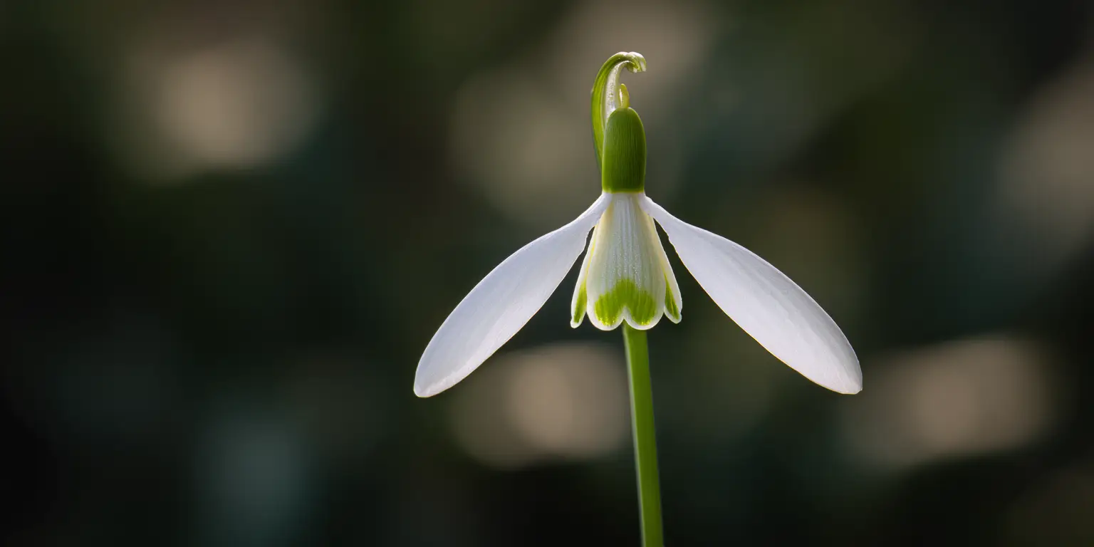 Galanthus ‘Magnet’