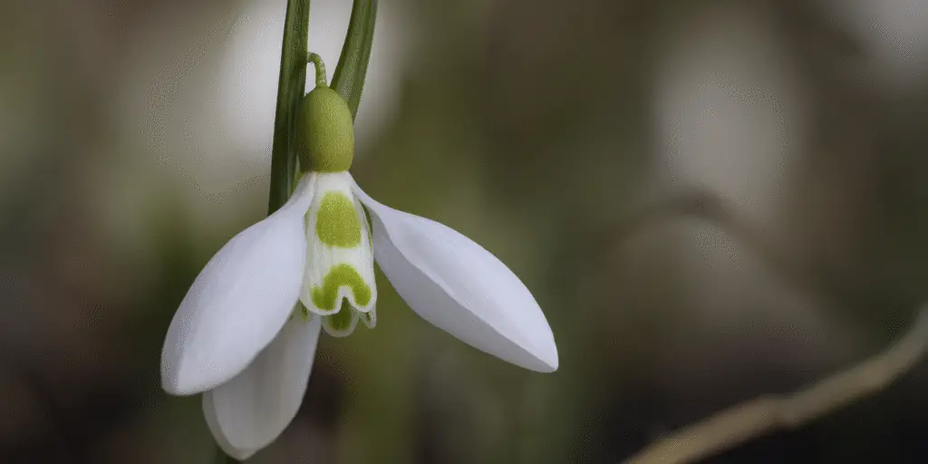 Galanthus ‘S. Arnott’