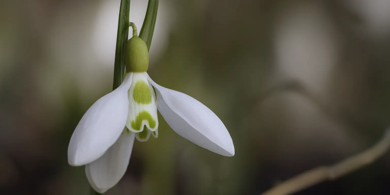Galanthus ‘S. Arnott’