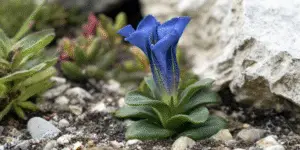 Gentiana acaulis