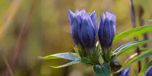 Gentiana andrewsii