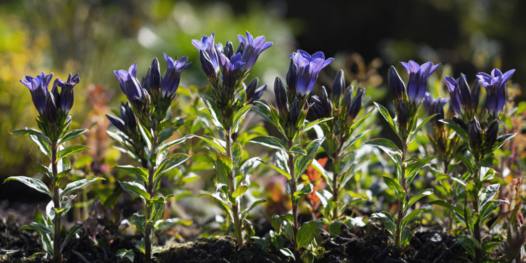 Gentiana scabra