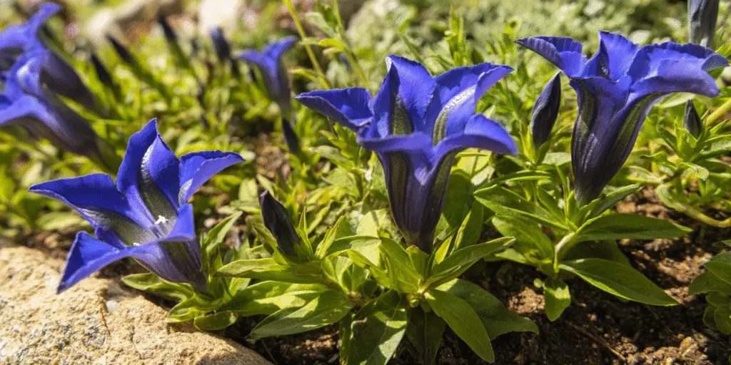 Gentiana septemfida