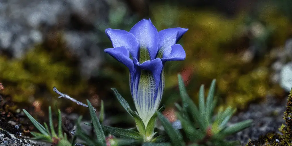 Gentiana sino-ornata