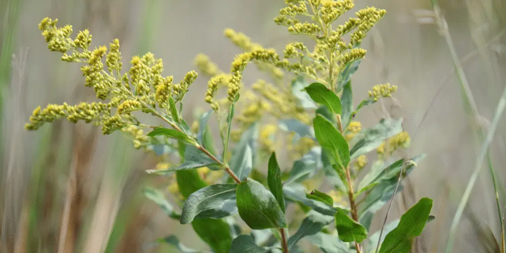 Goldenrod Solidago odora