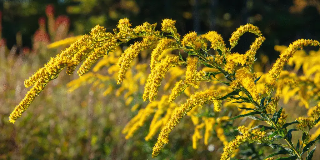 Goldenrod Solidago rugosa 'Fireworks'