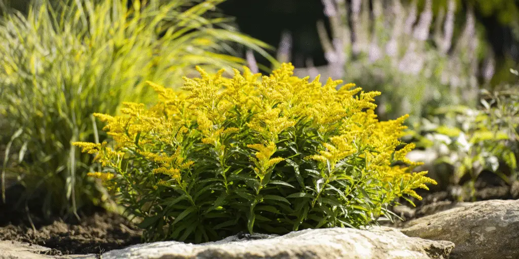 Goldenrod Solidago sphacelata 'Golden Fleece'